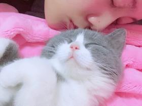 关于买猫养猫和最可怕的猫腹水猫传腹!必看