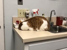 原来不是一只猫咪在医院里,会把自己“隐藏”起来!