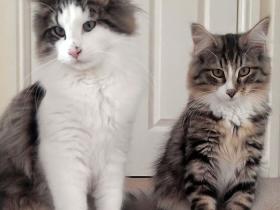猫咪只有一个蛋蛋,就没必要绝育了?隐睾的危害了解一下