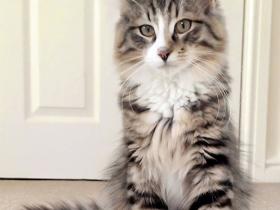 猫咪丢失了14个月,原来它发现了一家猫粮工厂,才不肯回家