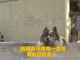 韩国一只狗狗原地等了主人10年,不肯离开,主人搬家时将它抛弃