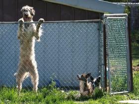 继续分享一些爱尔兰猎狼犬的照片,小心被它们的体型给惊到!