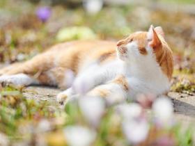 一只没有眼睛的猫咪,它在非常努力而勇敢地生活(12张)