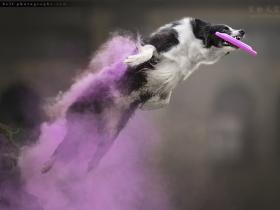 给狗狗拍摄照片的时候,还可以这么拍,拍出大片的特效(13张)