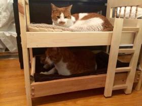 那些发誓不喜欢猫的人,养了猫以后,誓言就都喂了狗(17张)
