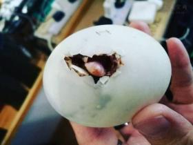 女子分享独特养宠经历:餐厅里买一颗鸭蛋,将它孵化成小鸭子