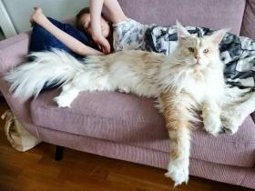 缅因猫小时候的样子,快来看看这些可爱的照片吧!(20张)
