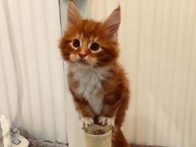 养猫除了喂猫粮外,还需要喂什么?