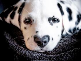 这是一条与众不同的斑点狗，在它的鼻子上，有一颗“心”