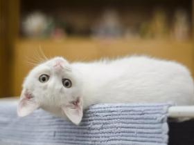 猫癫痫发病原因?如何治疗猫癫痫?