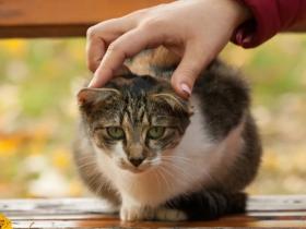 猫咪托运会引发应激反应吗?
