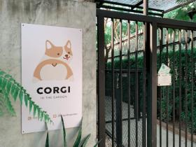 这家咖啡厅里有15只可爱的柯基犬,游客边喝咖啡边撸狗(15张)