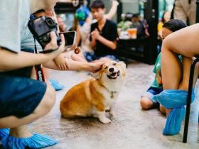 投资人是怎么看宠物消费项目的?