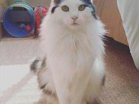 渴望、巅峰、K9,这三款猫粮并非一个工艺制作出来的