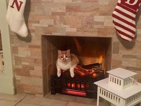 国外铲屎官吐槽养猫咪的一些糟心事,不养猫的人想笑!