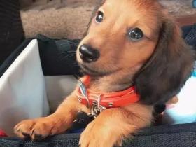 身为一只小腊肠犬,这货却被誉为“袋鼠杀手”