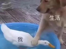 37张罕见的宠物照片,每张照片都细思极恐