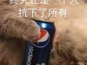 猫咪为什么对谷物成分过敏？