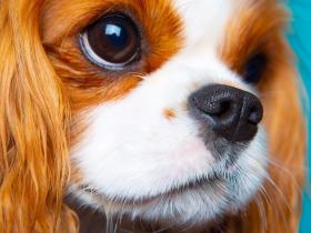 关于查理士王小猎犬的常识,你了解多少?
