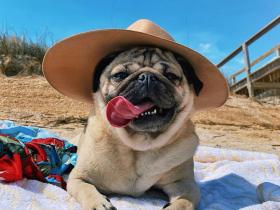 超萌的一条巴哥犬,分享一下Doug的每日幸福生活(20张)