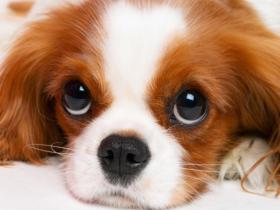 如此漂亮迷人的查理王小猎犬,你有见过吗?(19张)