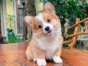 这只5个月大的小柯基犬,有没有萌到你?(17张)