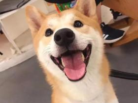 你什么时候发现:狗狗也在偷偷爱着你?