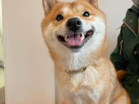 Ins上超可爱的柴犬marutaro,高清可爱的照片分享(12张)