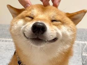 韩国一小区中最八卦的狗,整天四处卖“笑”