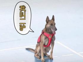 搜救犬二驴火遍全网!硬生生把比赛…搞成大型社死现场