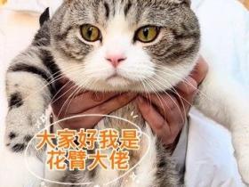 猫咪视角下的山东农村有多绝？千万网友跟着小猫上树又爬墙