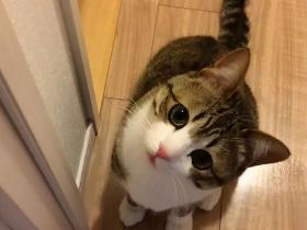 25条关于猫咪的冷知识,养猫的你未必全知道
