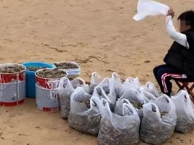 烟台海肠爆发,有人一晚捞上千斤?还有泸沽虾随便捡