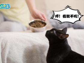 猫咪“挑食”？一项有趣的实验发现：猫咪偏爱添加丙氨酸的食物