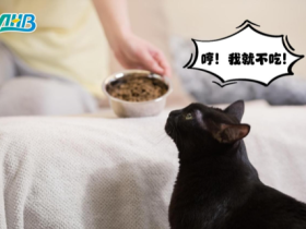 猫咪“挑食”?一项有趣的实验发现:猫咪偏爱添加丙氨酸的食物