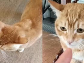跑丢的橘猫惊喜回归,主人却发现蛋蛋没了:邻居干的好事