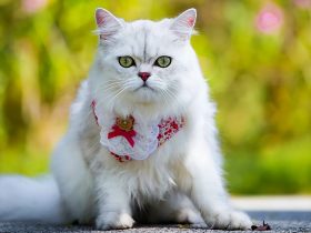 猫咪吐毛,该怎么办?