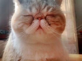 猫拉绿色稀便,是怎么回事?