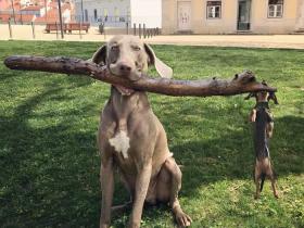 看图有感:一样的事情,教会了两只狗子什么道理呢?