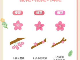 一分钟教你学会:如何区分樱花、桃花和梅花?