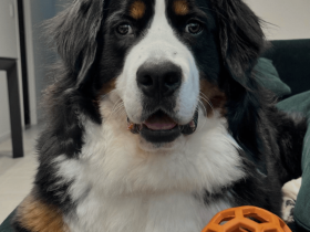 伯恩山犬 | 温柔爱撒娇的大个子!