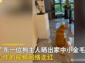 广东男子晒自家金毛工资1万8,而他才3000