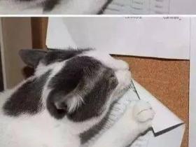 养了一只贱兮兮的猫，是种什么体验？