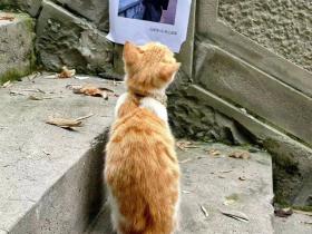 此猫减肥,请勿投喂!