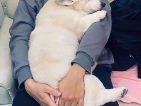 柯基正在和男主人撒娇,发现女主人过来后,还故意气她!