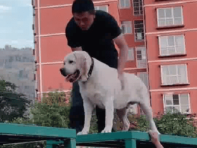 警犬首次过断桥吓出表情包 网友“云吞”的“惊恐”瞬间