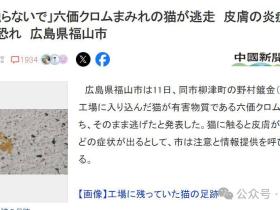 日本流浪猫误入化工池，全身沾满剧毒逃窜24小时！警方发严重警告：碰了可能得癌症和失明！