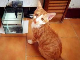 第一次养猫没经验,养了橘猫,没想到长大后变这么大!