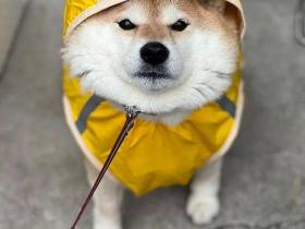 柴犬下雨天出门能有多不情愿！生怕自己的脚湿了
