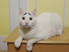 天生八字眉的猫，一副看起来很不开心的样子~囧！